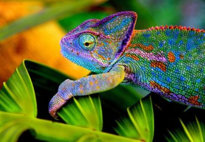 beautiful chameleon