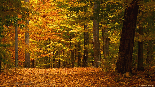 282139-Falling-Of-Leaves-In-The-Forest
