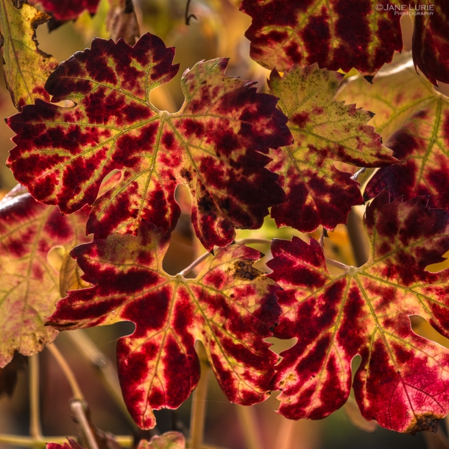 Autumn, Landscape, Photography, Fall, Seasons, Red, Orange, Vineyard, California